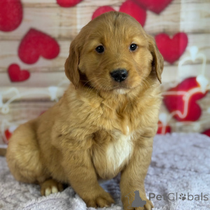 Photo №1. golden retriever - à vendre en ville de Arizona | 388€ | Annonce №164478