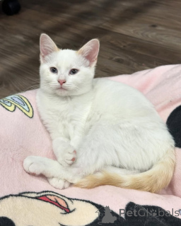 Photo №1. chat de gouttière - à vendre en ville de Munich | 600€ | Annonce № 150626