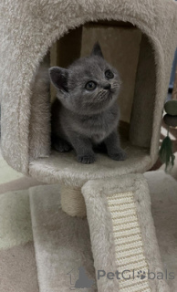 Photo №1. british shorthair - à vendre en ville de Badenheim | 500€ | Annonce № 164555