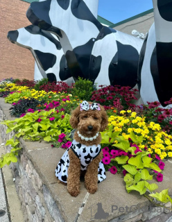 Photo №2 de l'annonce № 146067 de la vente caniche royale - acheter à Australie éleveur