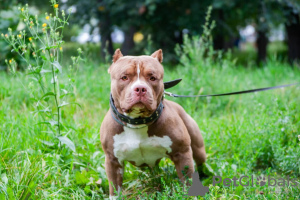 Photos supplémentaires: Classique standard des chiots bully américains