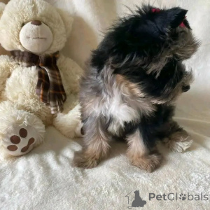 Photo №1. yorkshire terrier - à vendre en ville de Amstetten | négocié | Annonce №157328