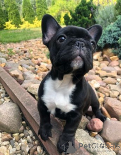 Photo №1. bouledogue - à vendre en ville de Штутгарт | 360€ | Annonce №120663