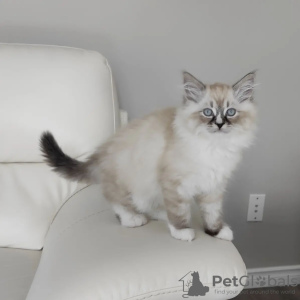 Photo №1. ragdoll - à vendre en ville de Anderlecht | Gratuit | Annonce № 128945