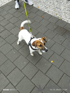 Photo №2 de l'annonce № 73126 de la vente jack russell terrier - acheter à République Tchèque annonce privée