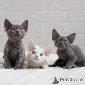 Photo №1. devon rex - à vendre en ville de Beaufort | négocié | Annonce № 164271