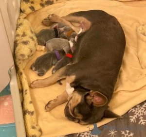 Photo №3. Adorables chiots bulldog français prêts pour leurs maisons pour toujours!. La Grande-Bretagne