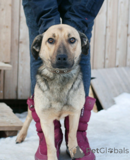 Photo №3. Petit chien de famille. Fédération de Russie