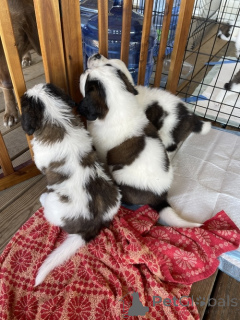 Photo №1. saint-bernard - à vendre en ville de Copenvague | 300€ | Annonce №174948