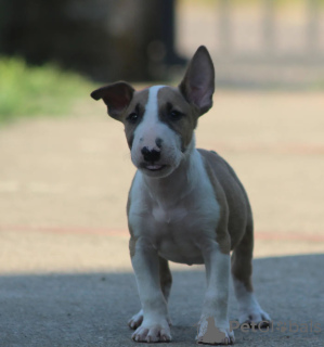 Photo №4. Je vais vendre bull terrier en ville de Belgrade. éleveur - prix - négocié