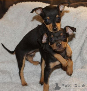 Photo №2 de l'annonce № 135625 de la vente dobermann - acheter à Allemagne éleveur