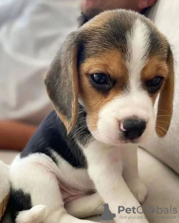 Photo №1. beagle - à vendre en ville de Graz | négocié | Annonce №53351