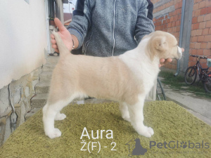 Photo №3. Chiots de chien de berger d'Asie centrale. Fédération de Russie