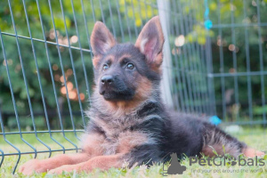 Photos supplémentaires: Chiots berger allemand