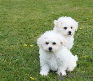 Photo №1. bichon à poil frisé - à vendre en ville de Varsovie | négocié | Annonce №174958