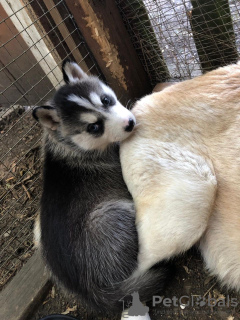 Photo №3. Meilleurs chiots Husky Sibérien de lignée à vendre maintenant. Allemagne