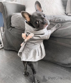 Photo №1. bouledogue - à vendre en ville de Leipzig | négocié | Annonce №152112