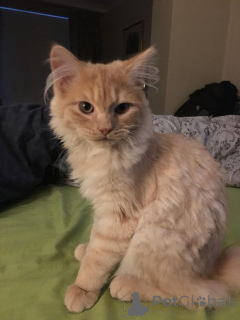 Photo №1. american wirehair - à vendre en ville de Aizlingen | 400€ | Annonce № 157797