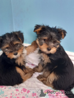 Photo №4. Je vais vendre yorkshire terrier en ville de Munich. annonce privée - prix - 246€