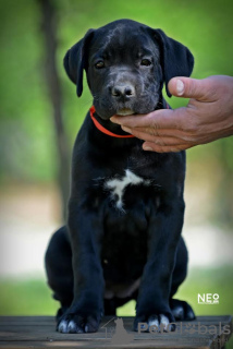 Photo №2 de l'annonce № 99737 de la vente cane corso - acheter à Serbie éleveur