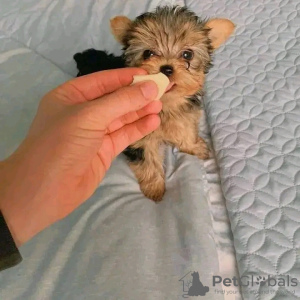 Photo №1. yorkshire terrier - à vendre en ville de Helsinki | 400€ | Annonce №80045