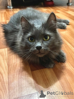 Photo №3. Magnifique Marcy. Biélorussie