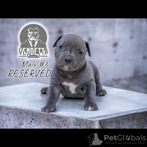 Photo №3. Chiots pitbull terrier américain. La croatie