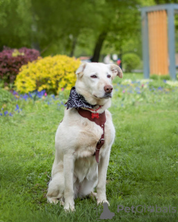 Photo №1. chien bâtard - à vendre en ville de Москва | Gratuit | Annonce №59041