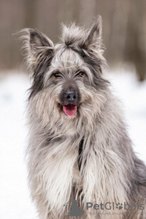 Photos supplémentaires: Un beau chien entre de bonnes mains.