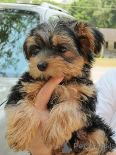 Photo №1. yorkshire terrier - à vendre en ville de Milan | négocié | Annonce №117510