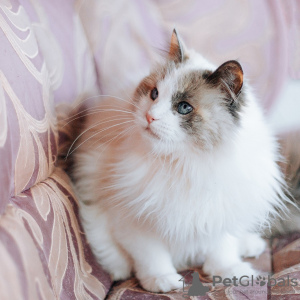 Photos supplémentaires: Kasha, la belle chatte aux yeux bleus, cherche un foyer !