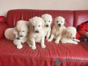 Photo №1. golden retriever - à vendre en ville de Bērzkrogs | négocié | Annonce №159996