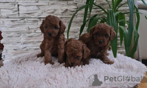 Photos supplémentaires: Chiots caniche rouge jouet à vendre