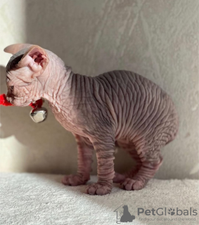 Photo №3. Se vende gatito esfinge. Espagne