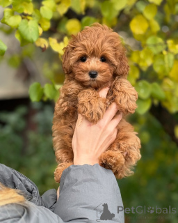Photo №2 de l'annonce № 160071 de la vente maltipu - acheter à Islande annonce privée