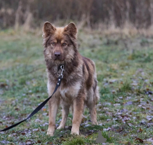 Photo №3. Chiot entre de bonnes mains ! Beau et intelligent Thor.. Fédération de Russie