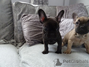 Photo №3. Chiots bouledogue français de la famille disponibles maintenant à la vente. Allemagne