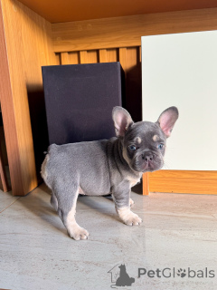 Photo №1. bouledogue - à vendre en ville de Brême | négocié | Annonce №163619