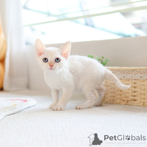 Photo №1. devon rex - à vendre en ville de Bradford | 300€ | Annonce № 152257
