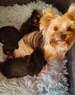 Photo №1. yorkshire terrier - à vendre en ville de Yoqneam | 969€ | Annonce №173373