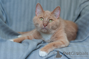 Photo №4. Je vais vendre chat de gouttière en ville de Minsk.  - prix - Gratuit