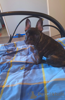 Photo №4. Je vais vendre bouledogue en ville de Сало. annonce privée - prix - négocié