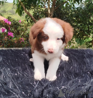 Photo №4. Je vais vendre border collie en ville de Aberts. annonce privée - prix - négocié