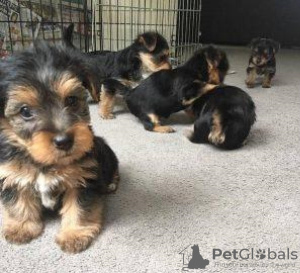 Photo №1. yorkshire terrier - à vendre en ville de Rome | 350€ | Annonce №110935