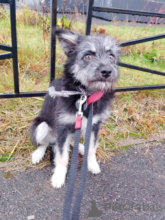 Photo №4. Je vais vendre chien bâtard en ville de Saint-Pétersbourg. annonce privée - prix - Gratuit