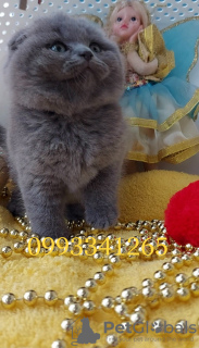 Photo №4. Je vais vendre scottish fold en ville de Пршибрам. éleveur - prix - 10411€