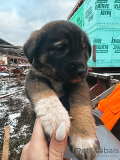 Photos supplémentaires: Les bébés chiots recherchent de toute urgence un foyer !