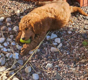 Photos supplémentaires: Chiots caniche royal