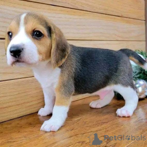 Photo №1.  - à vendre en ville de Brentwood | négocié | Annonce №161169