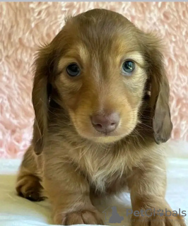 Photo №3. Teckels formés aux toilettes. Estonie